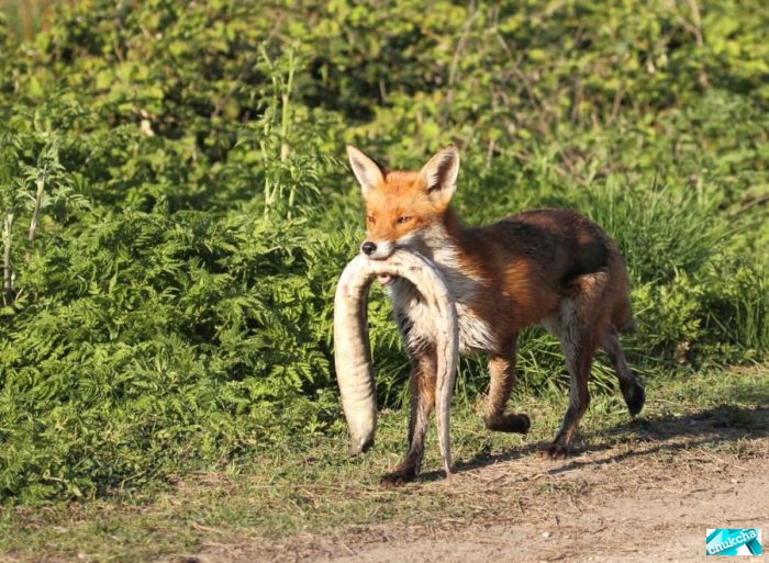 ���������� ������������ (60 ����)