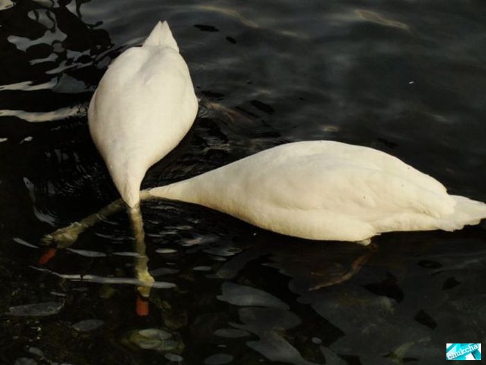 ���������� ������������ (60 ����)