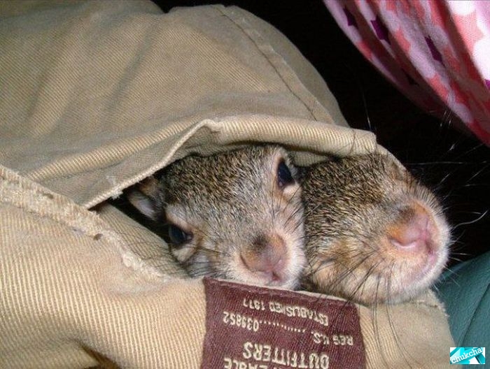 ���������� ������������ (60 ����)